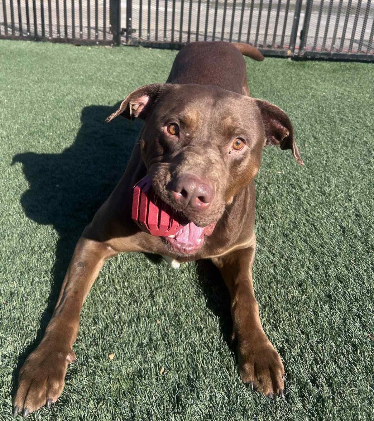 CHOPO-$75 ADOPTION FEE! DIAMOND DOG! - Pit Bull Terrier / Labrador Retriever available for adoption