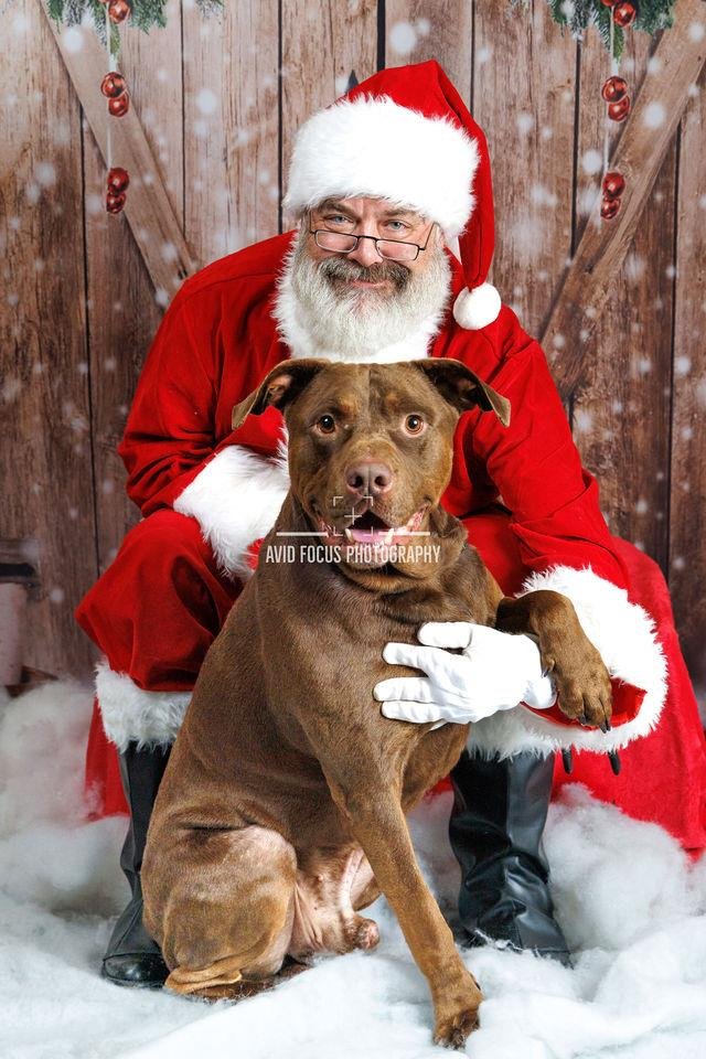 Chopo-$75 Adoption Fee! Diamond Dog! - Photo 3