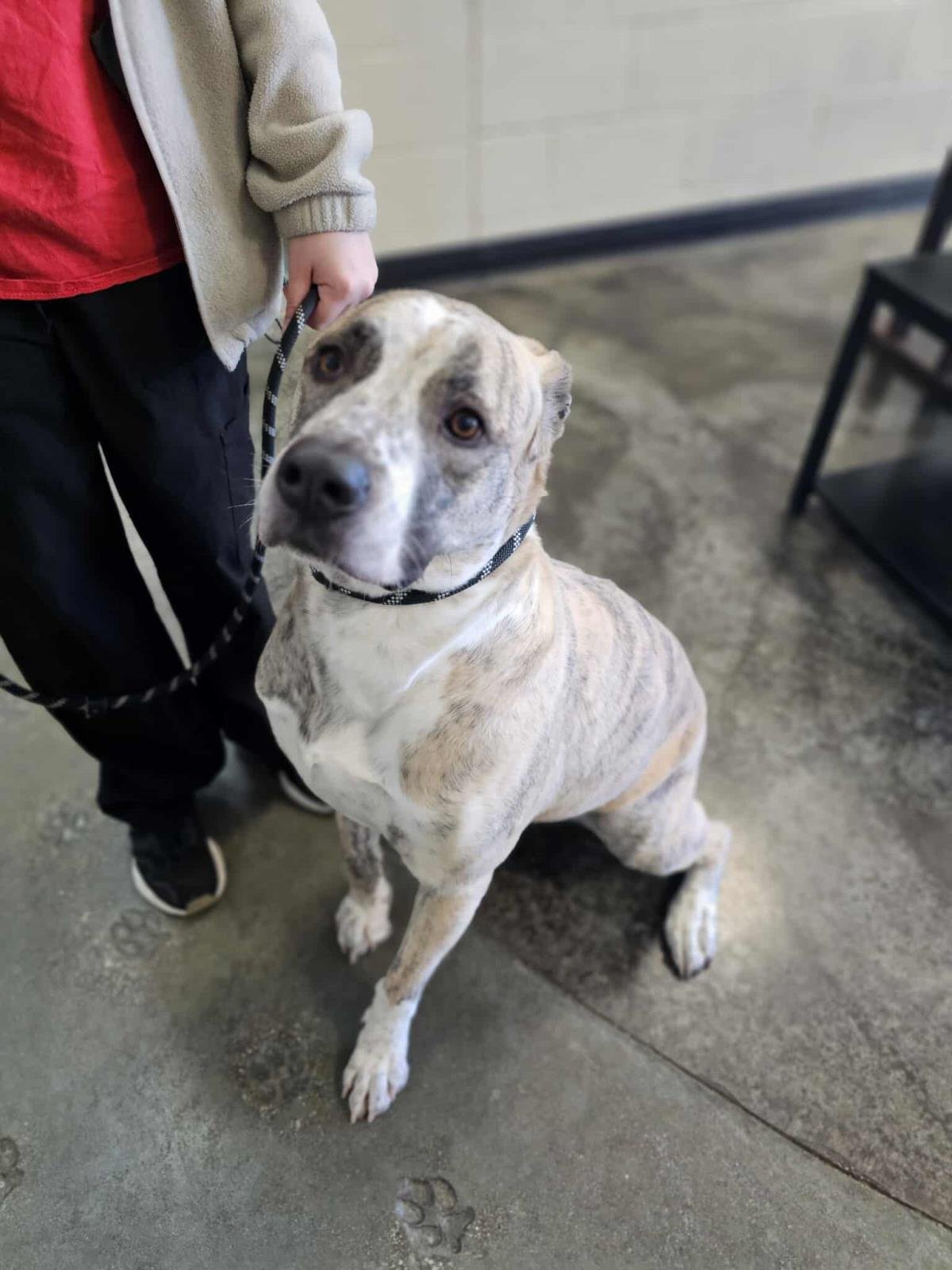 MOLLY - Anatolian Shepherd / American Pit Bull Terrier available for adoption