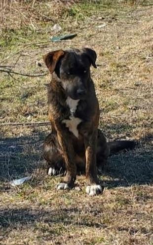 MUNECA - German Shepherd Dog / Husky available for adoption