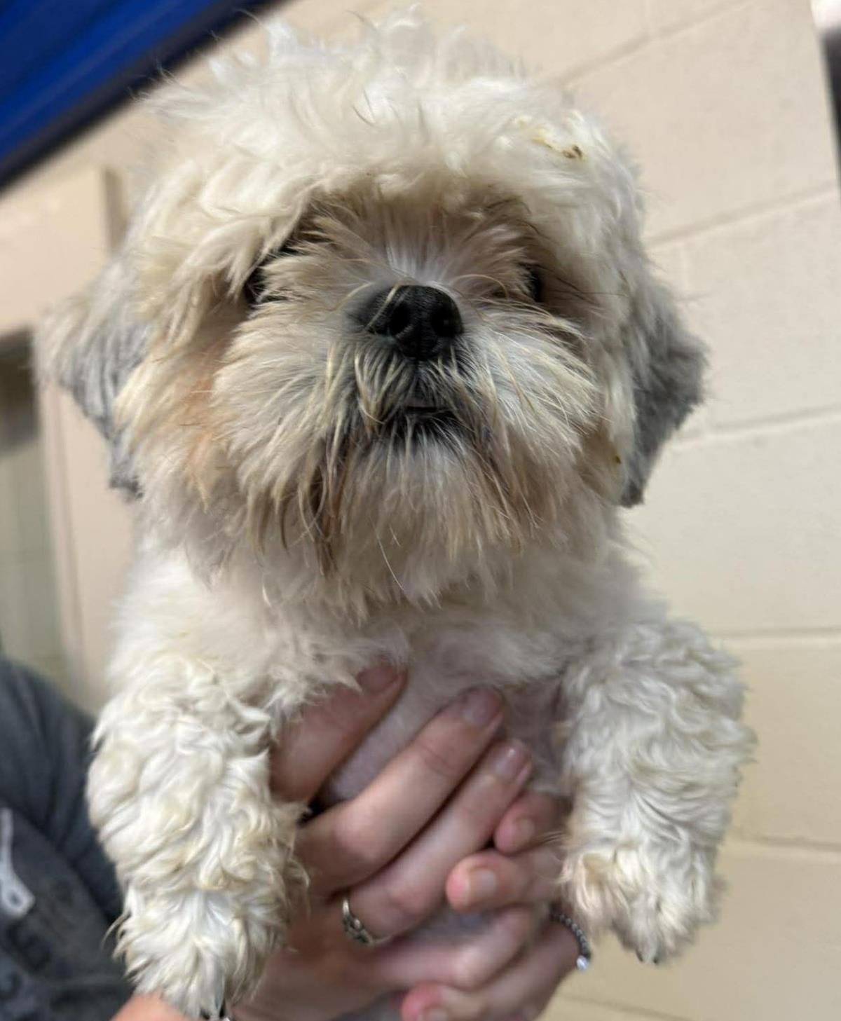 FOUND STRAY: PUKEY - Shih Tzu available for adoption