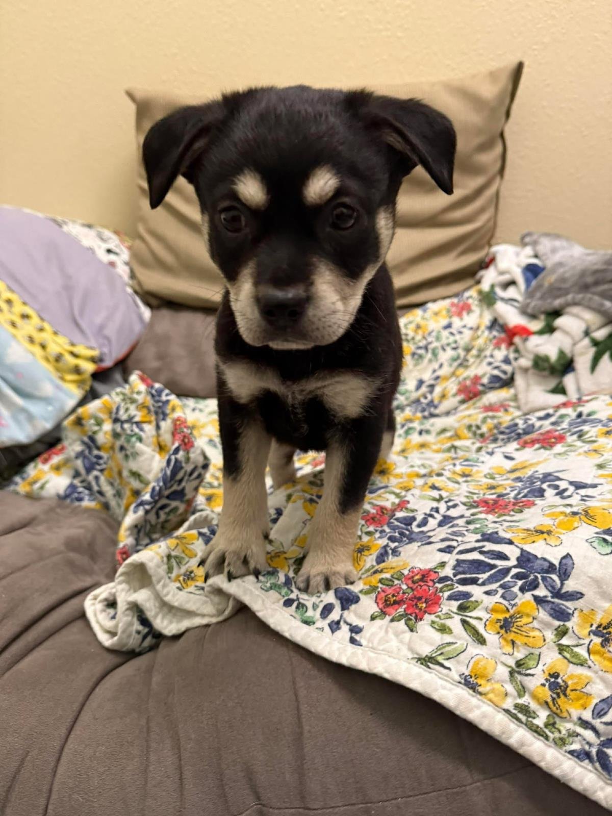 LANCE - Australian Kelpie / Terrier available for adoption