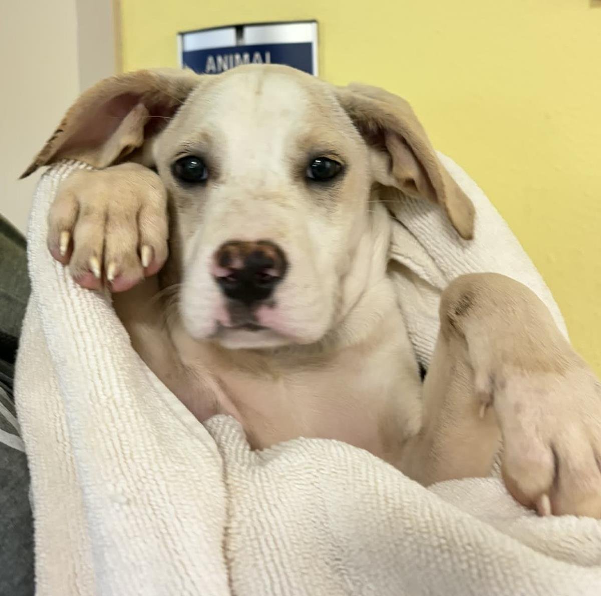 SNOWY - Labrador Retriever available for adoption