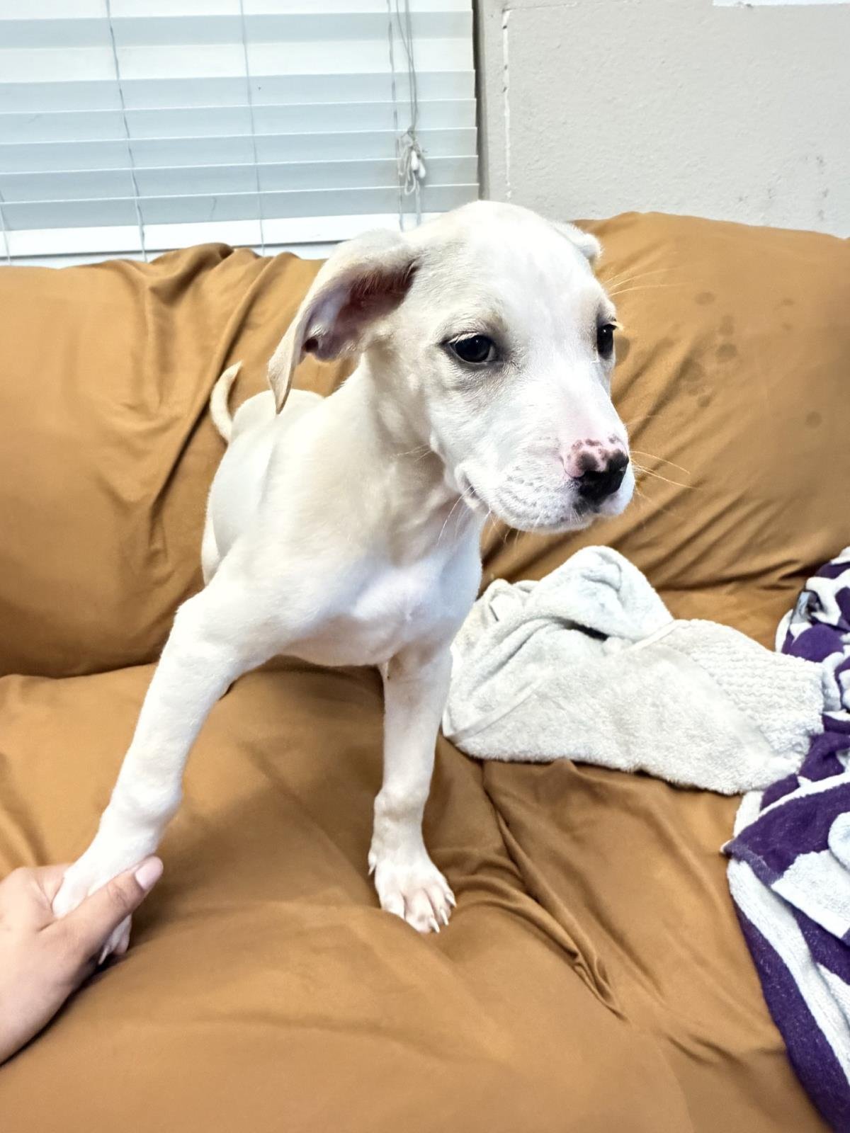 SNOWY - Labrador Retriever available for adoption