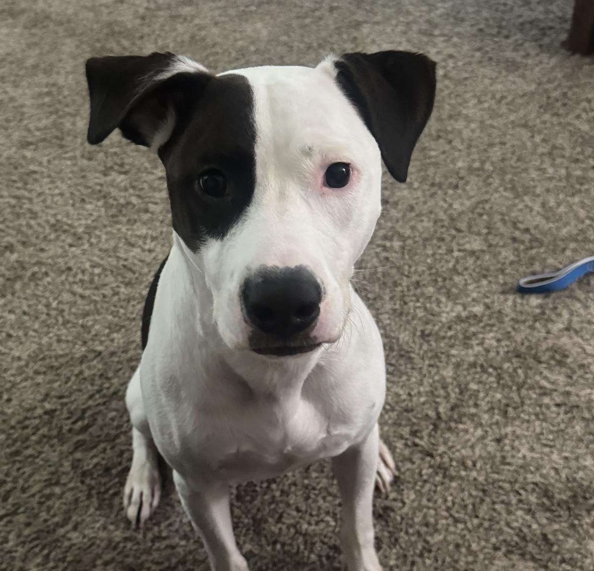 AJAX - American Pit Bull Terrier / Pointer available for adoption