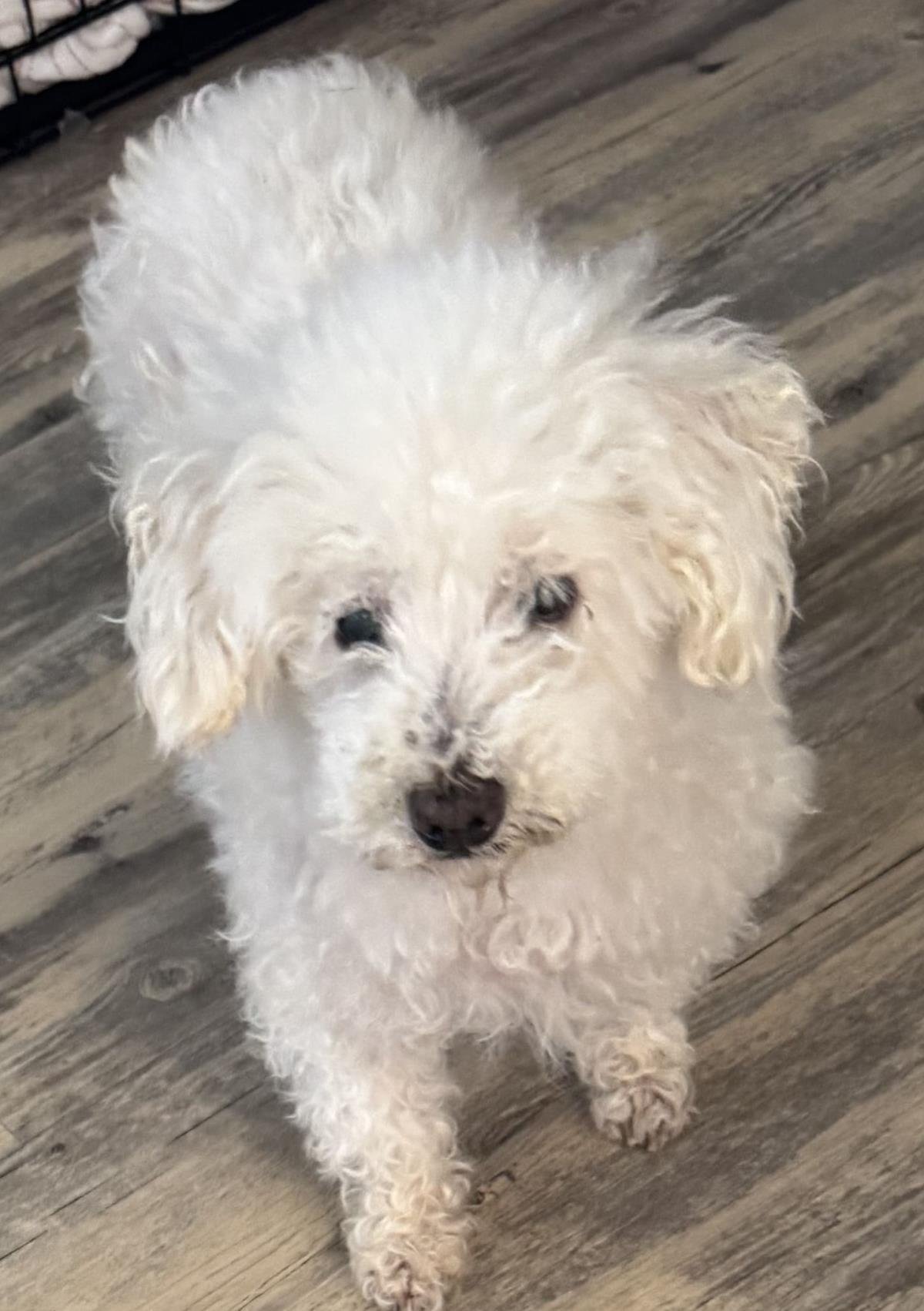 COCONUT - Poodle (Miniature) available for adoption