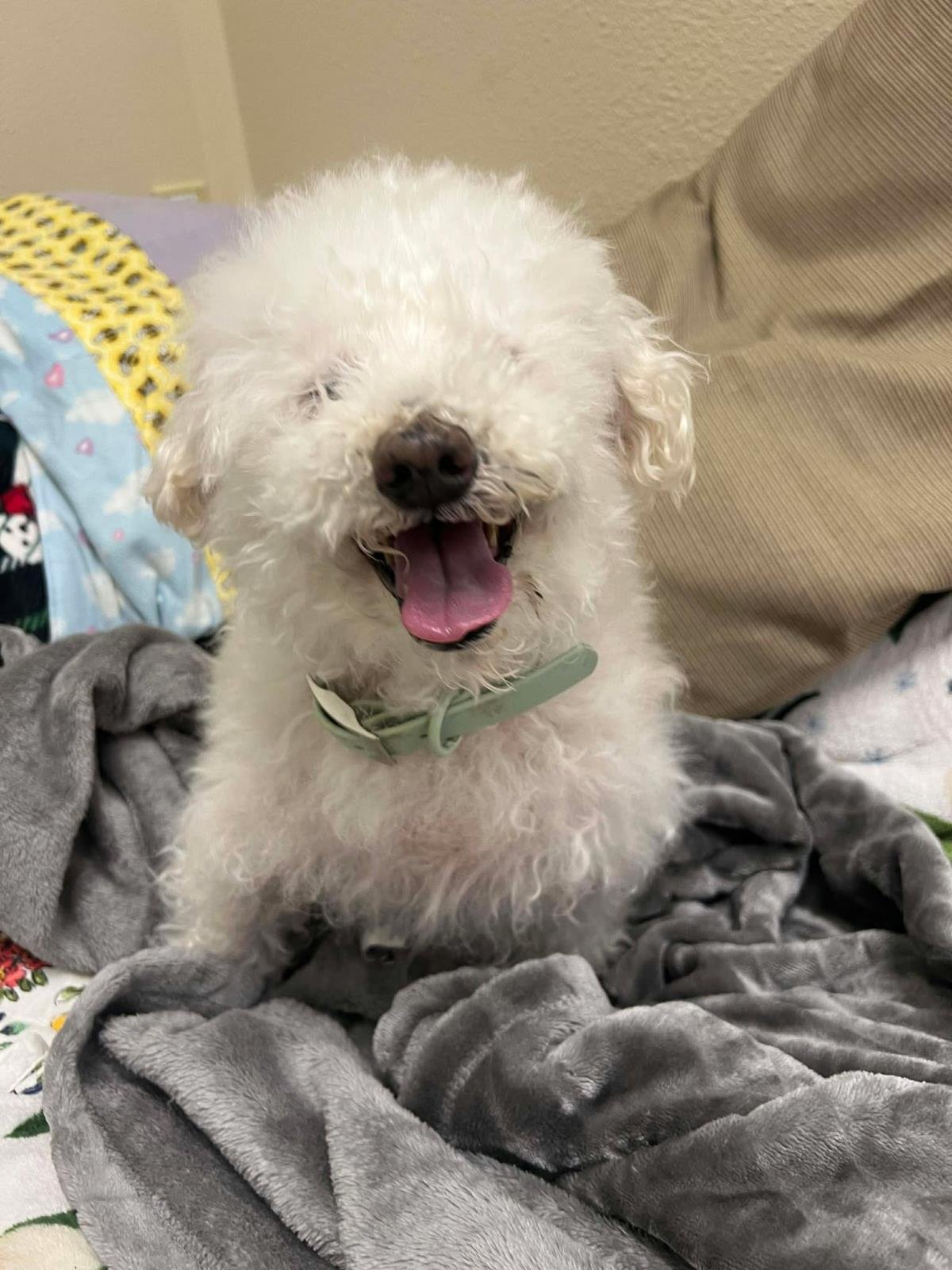 COCONUT - Poodle (Miniature) available for adoption