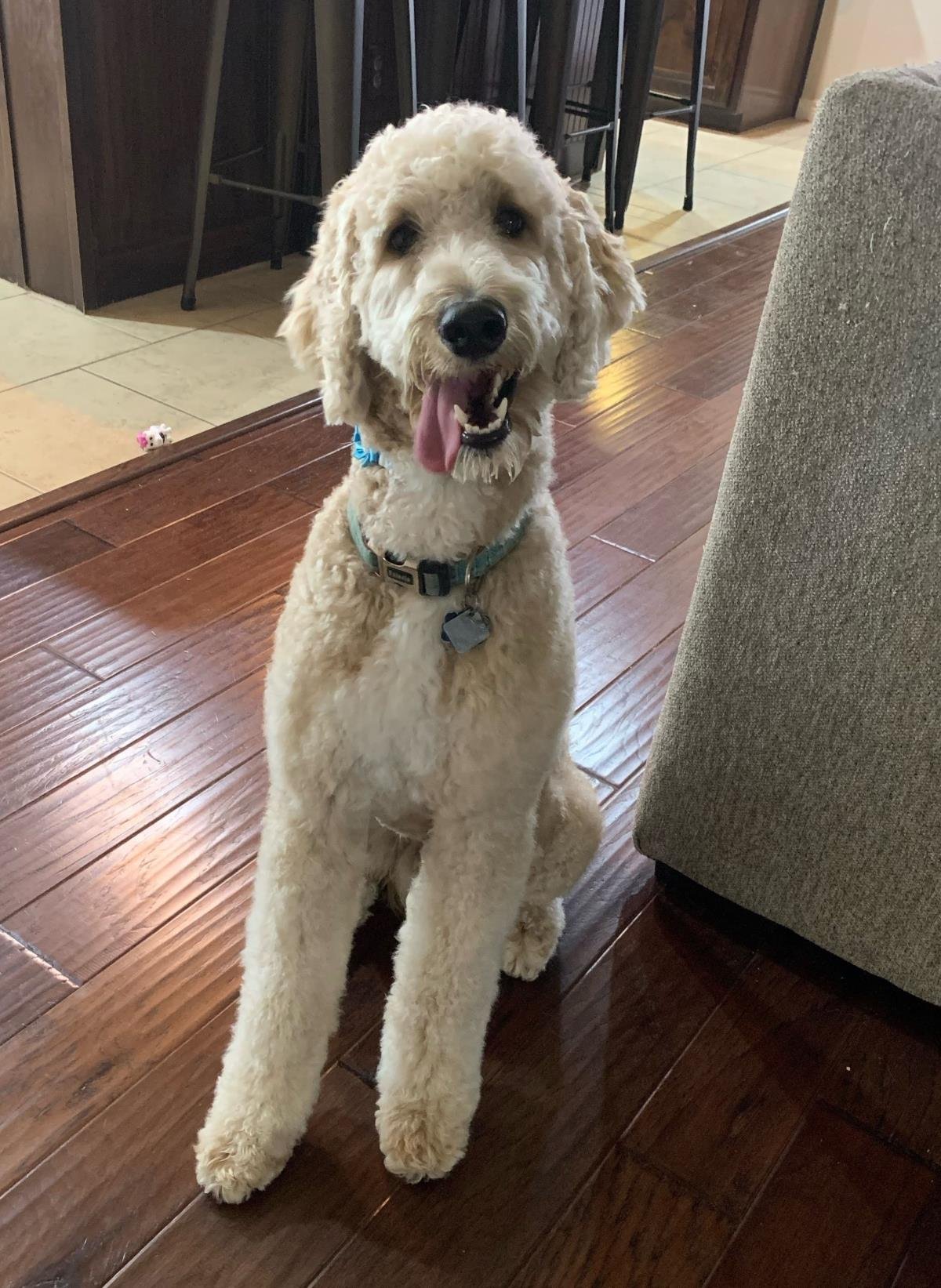 FINN - Golden Retriever / Poodle (Miniature) available for adoption