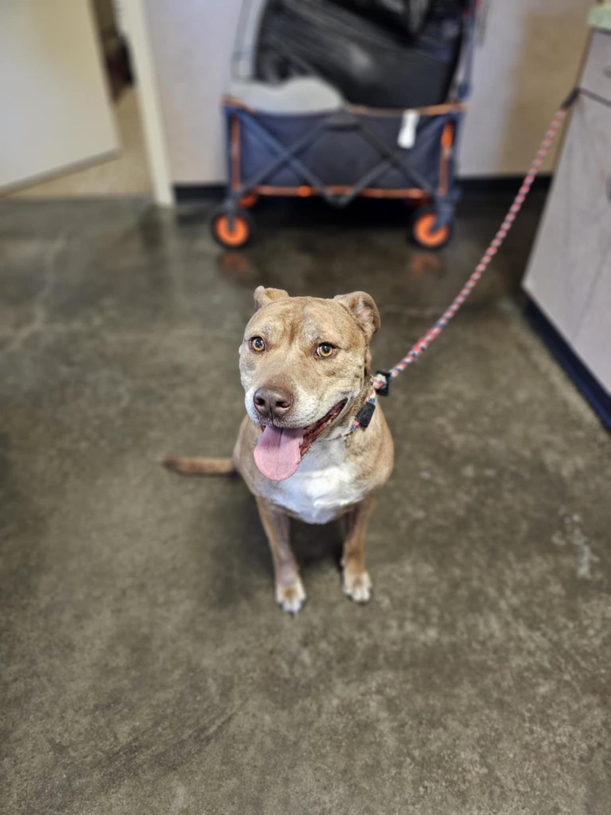 FOUND STRAY: NELSON - Pit Bull Terrier available for adoption