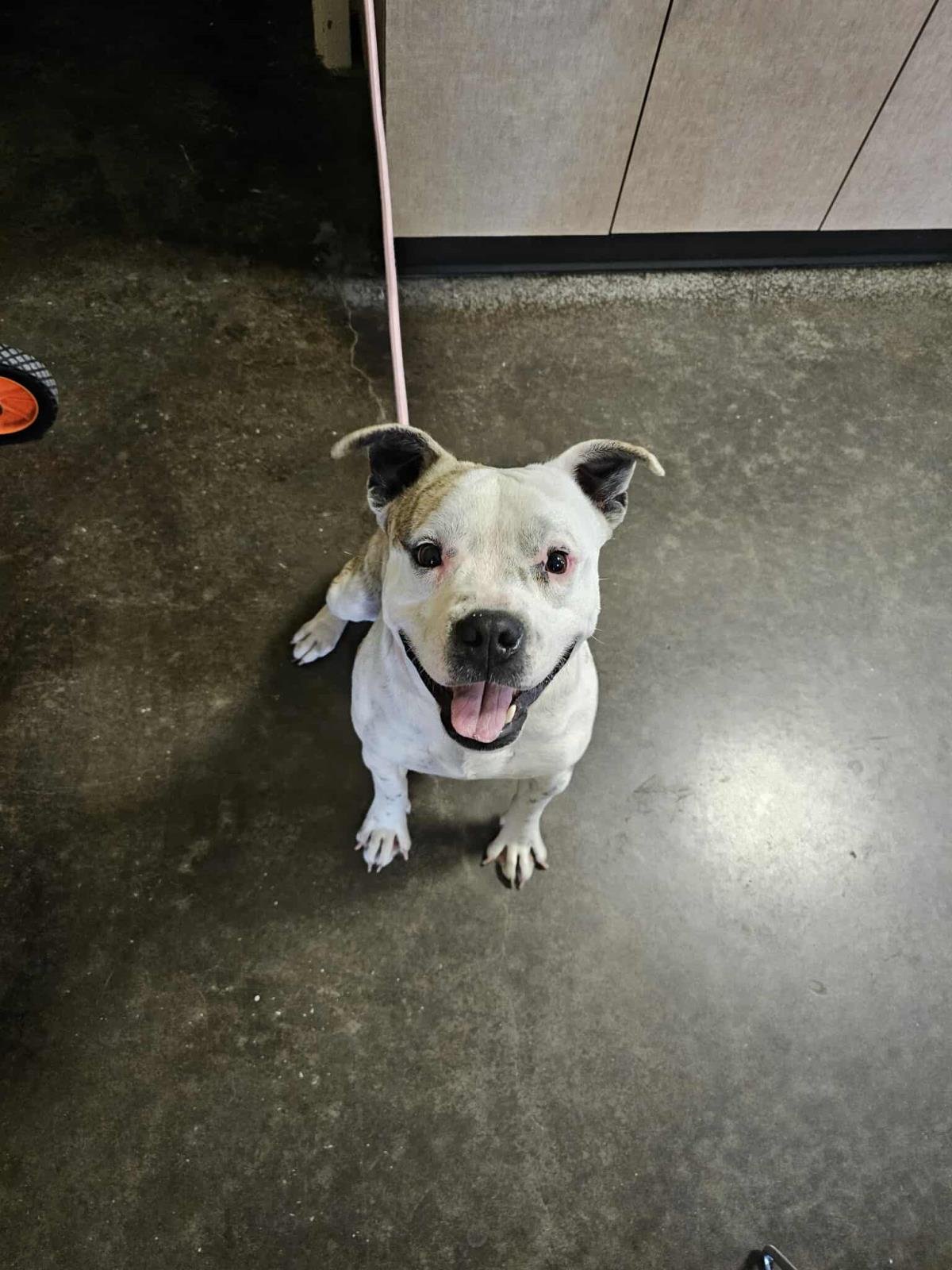 BRUCE - Staffordshire Bull Terrier available for adoption