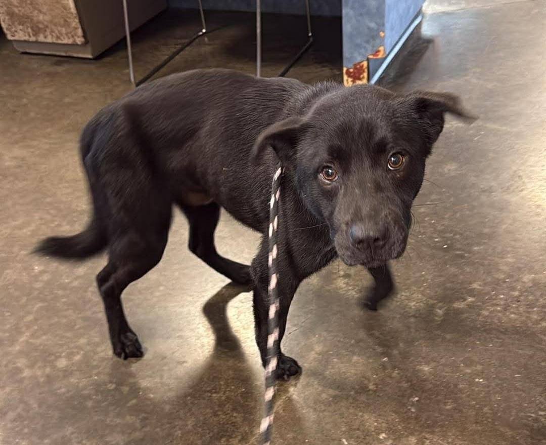 SAM - Labrador Retriever / Shepherd available for adoption