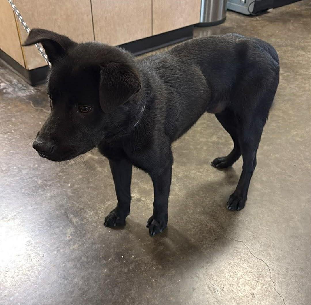 SAM - Labrador Retriever / Shepherd available for adoption