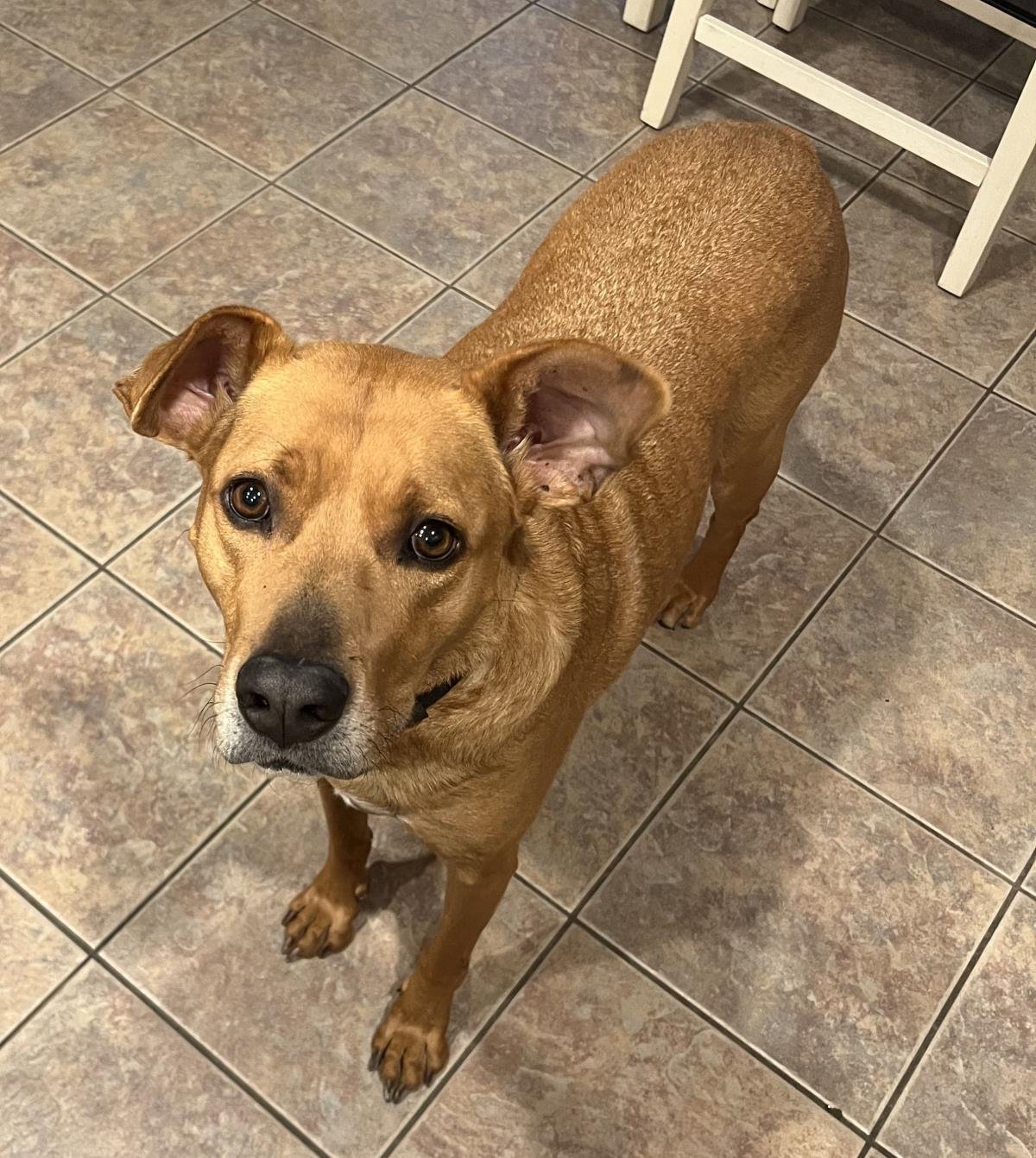 SCOOBY - Black Mouth Cur / Boxer available for adoption