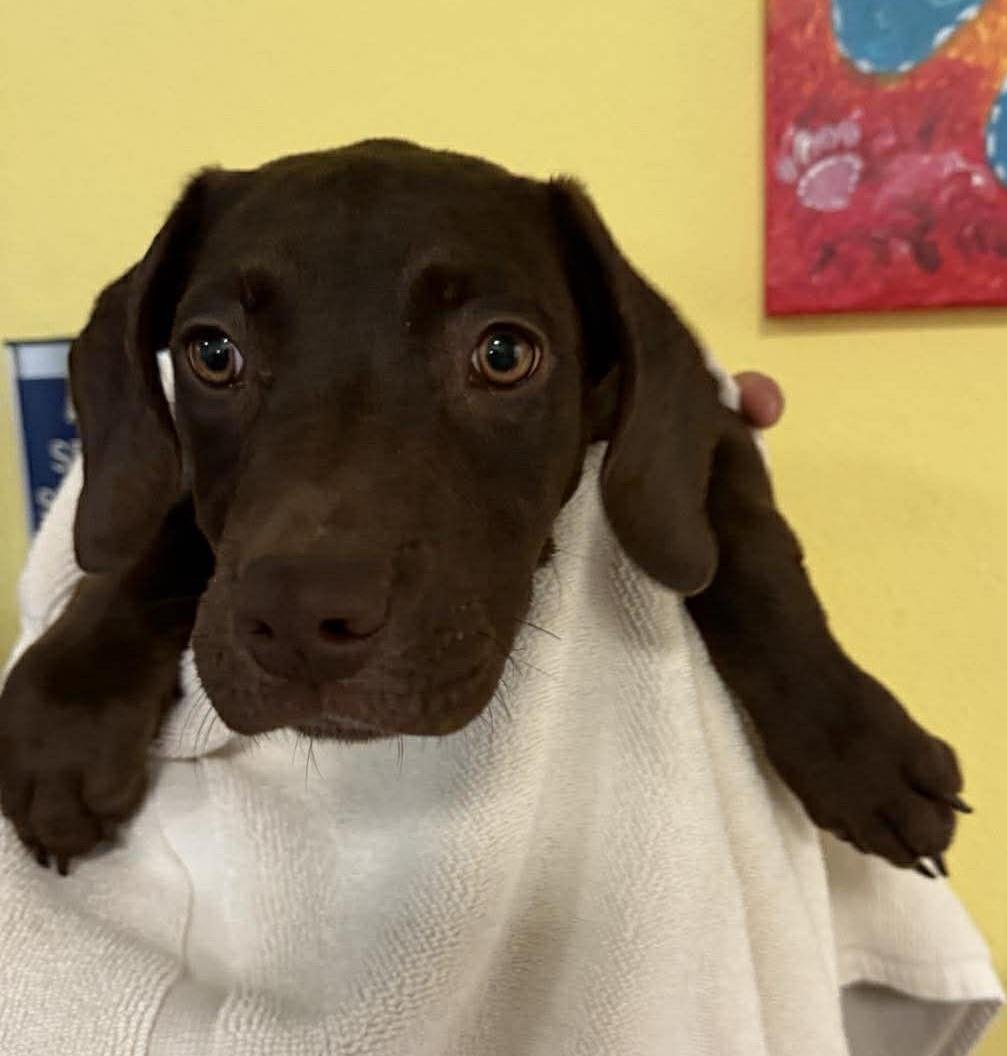 QUEEN - Labrador Retriever available for adoption