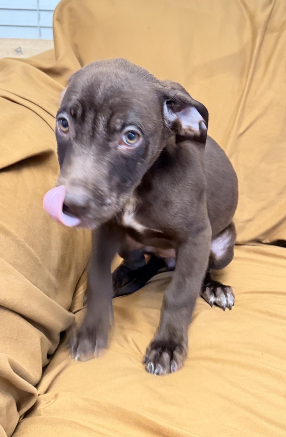 QUEEN - Labrador Retriever available for adoption