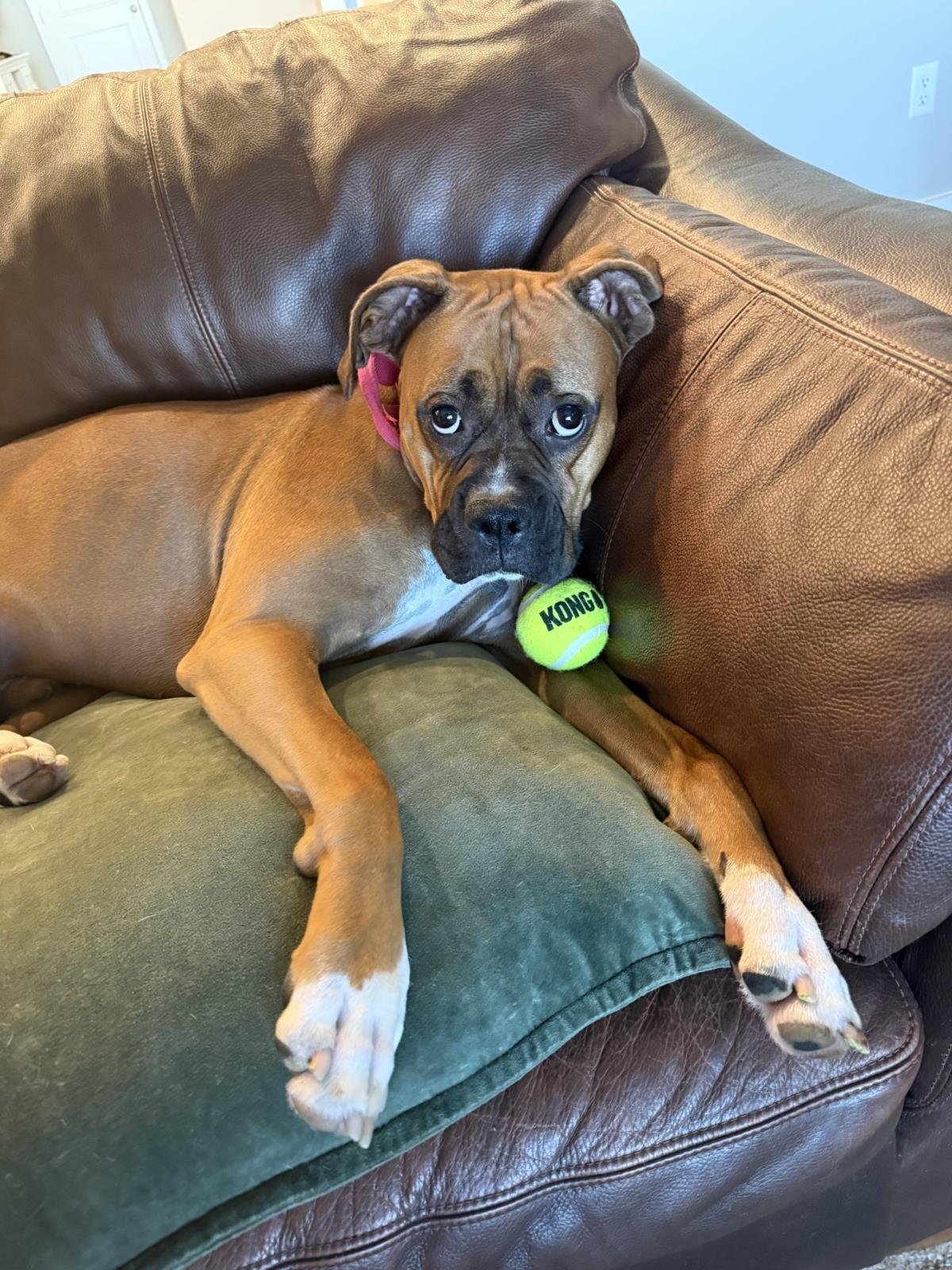 CYRUS - Boxer available for adoption