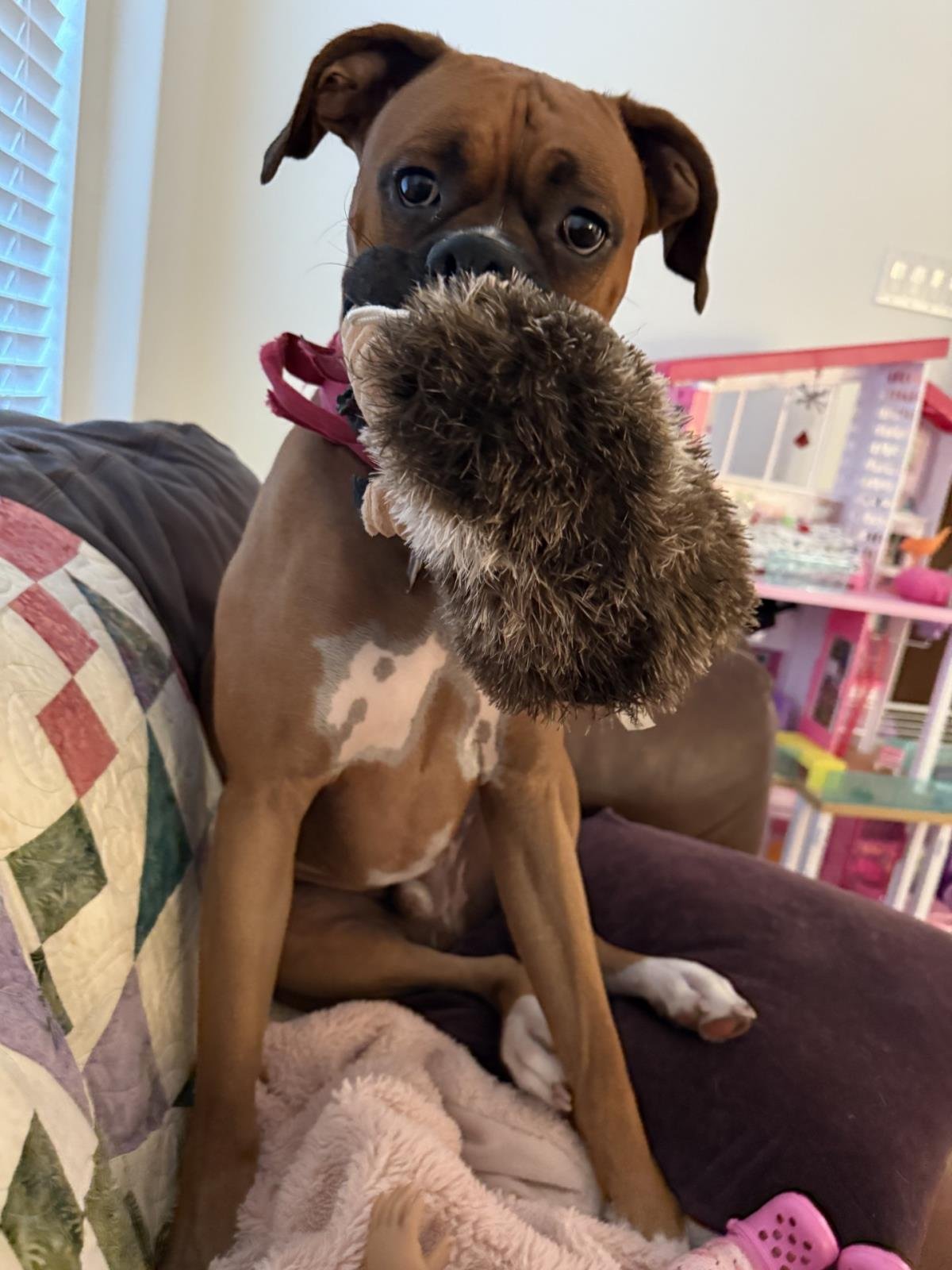 CYRUS - Boxer available for adoption