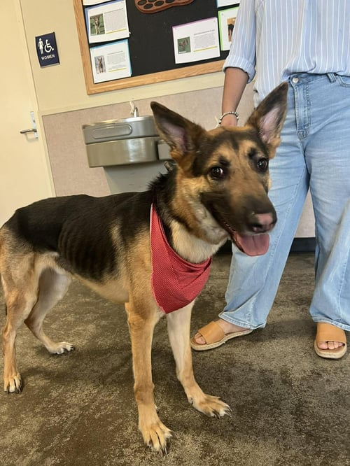 BEAR - German Shepherd Dog available for adoption