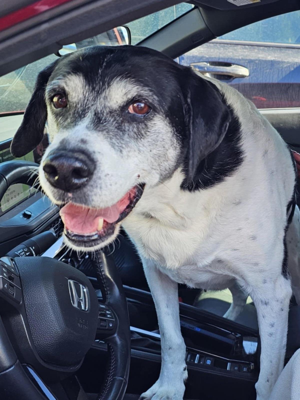 FOUND STRAY: CLARA - Hound / Pointer available for adoption