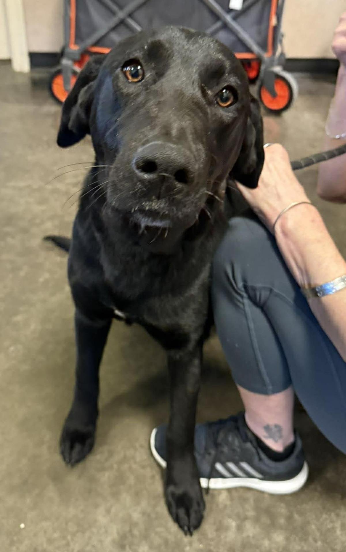 SAILOR - Labrador Retriever available for adoption