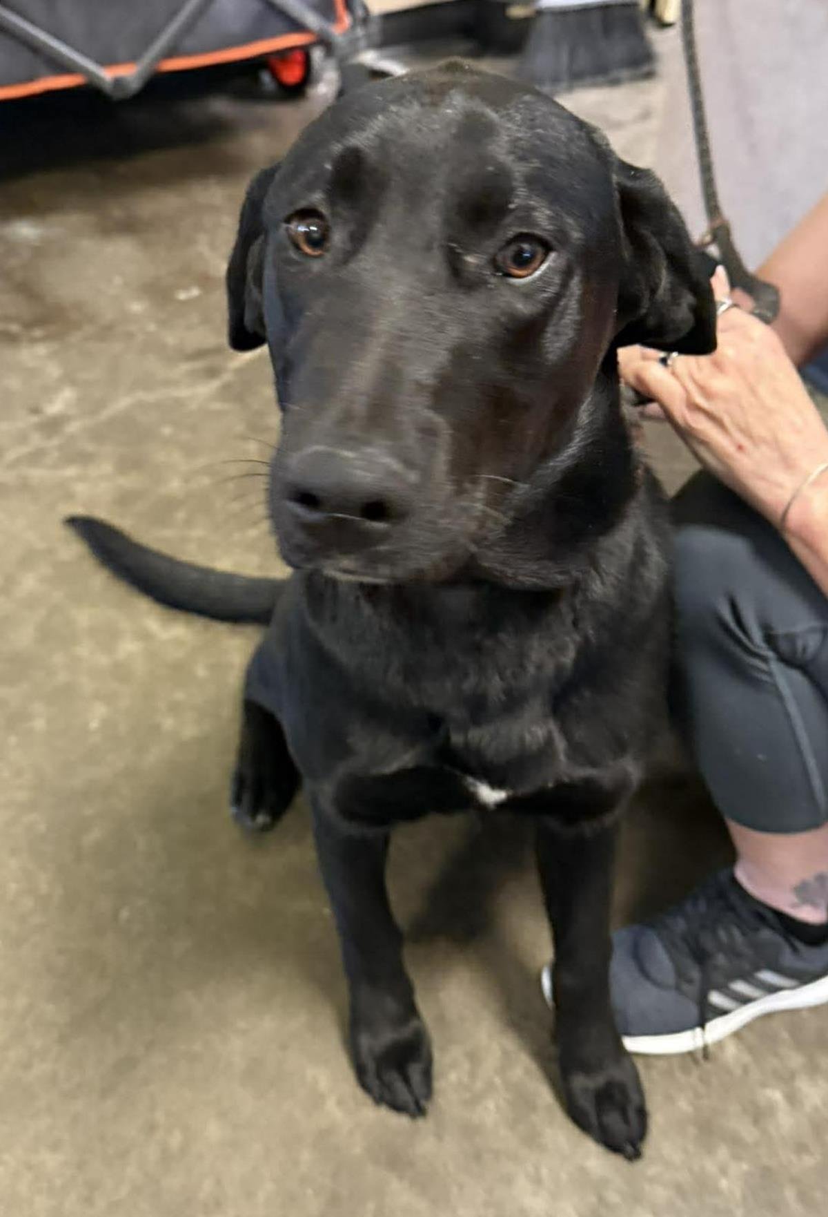 SAILOR - Labrador Retriever available for adoption