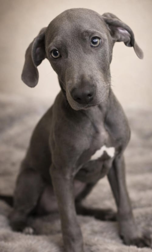 EVERETT - Weimaraner / Cane Corso Mastiff available for adoption