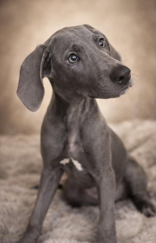 EVERETT - Weimaraner / Cane Corso Mastiff available for adoption