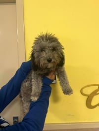 Found stray: Luna - Photo 1