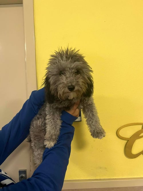 FOUND STRAY: LUNA - Poodle (Miniature) available for adoption