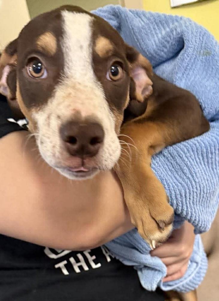 CLOVER - Labrador Retriever available for adoption