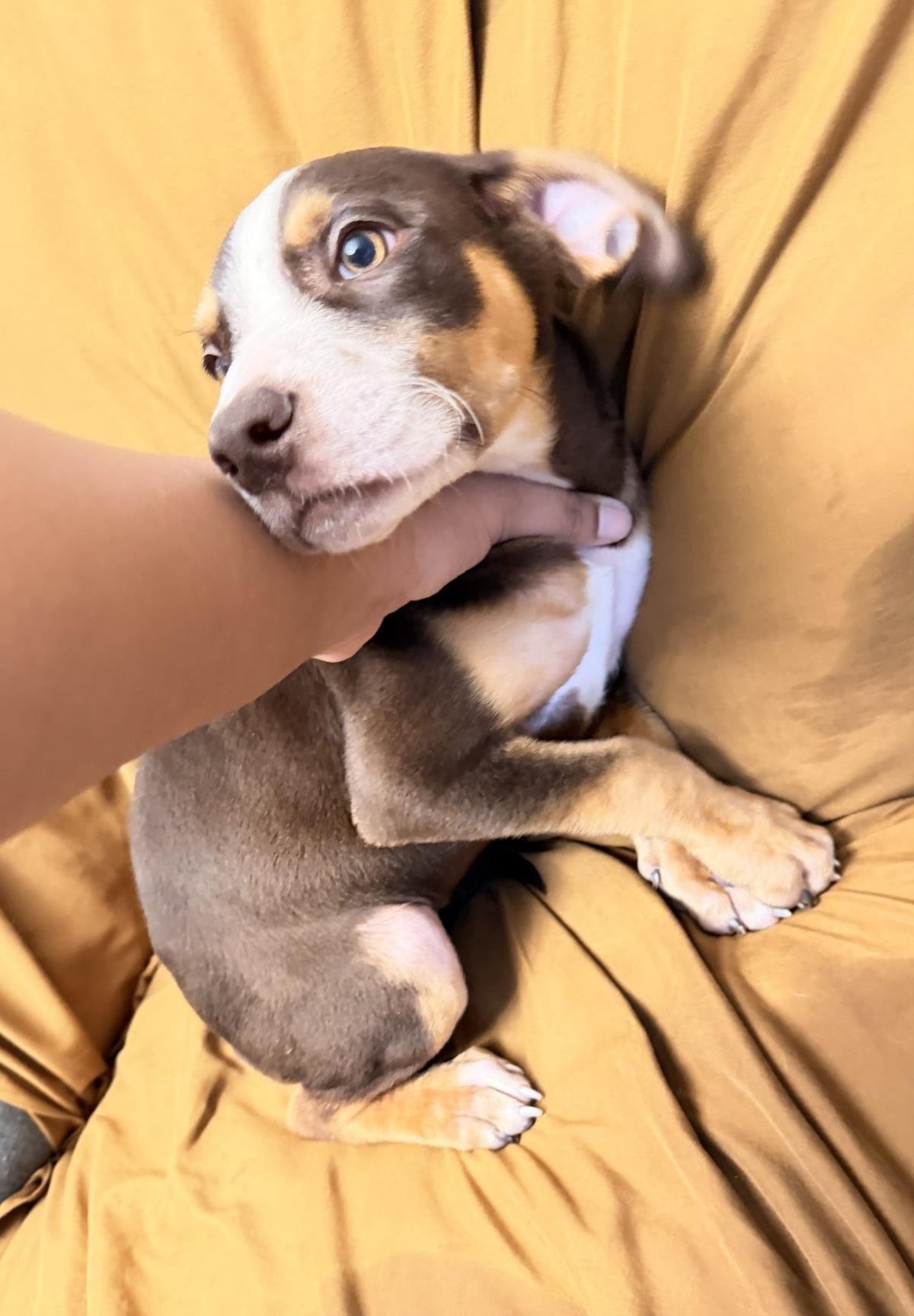 CLOVER - Labrador Retriever available for adoption