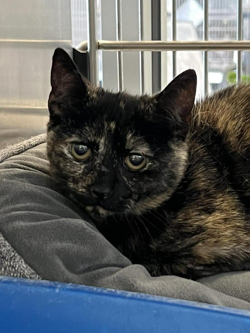 DAFFODIL - Domestic Short Hair available for adoption