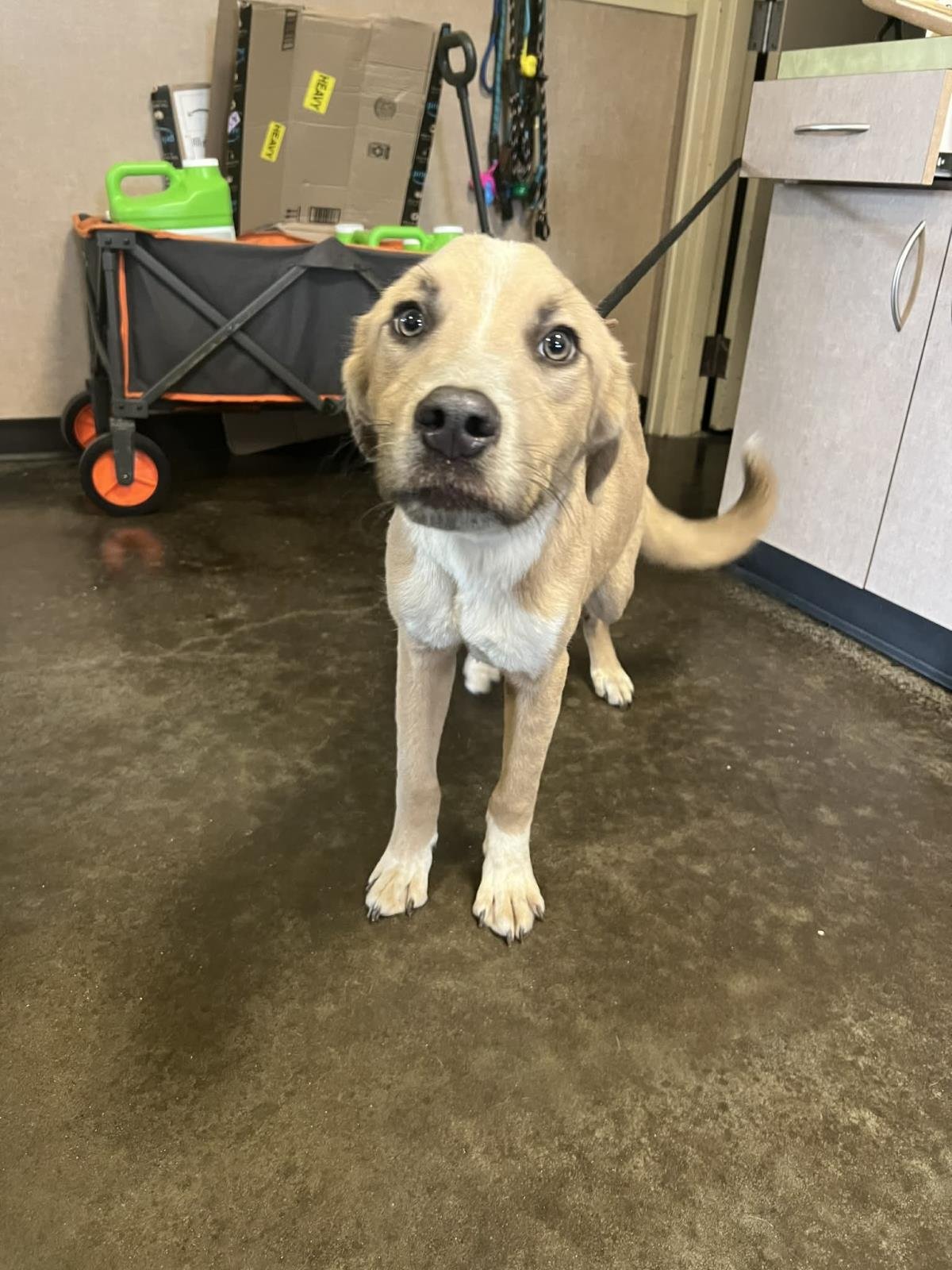 EUGENE - Shetland Sheepdog Sheltie available for adoption
