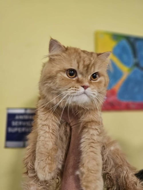 LORD PURRINGTON - Persian available for adoption