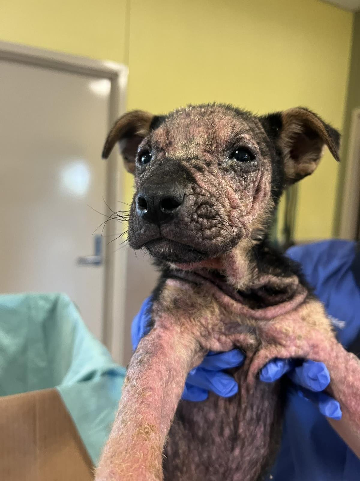 FOUND STRAY: ELI - Shepherd available for adoption