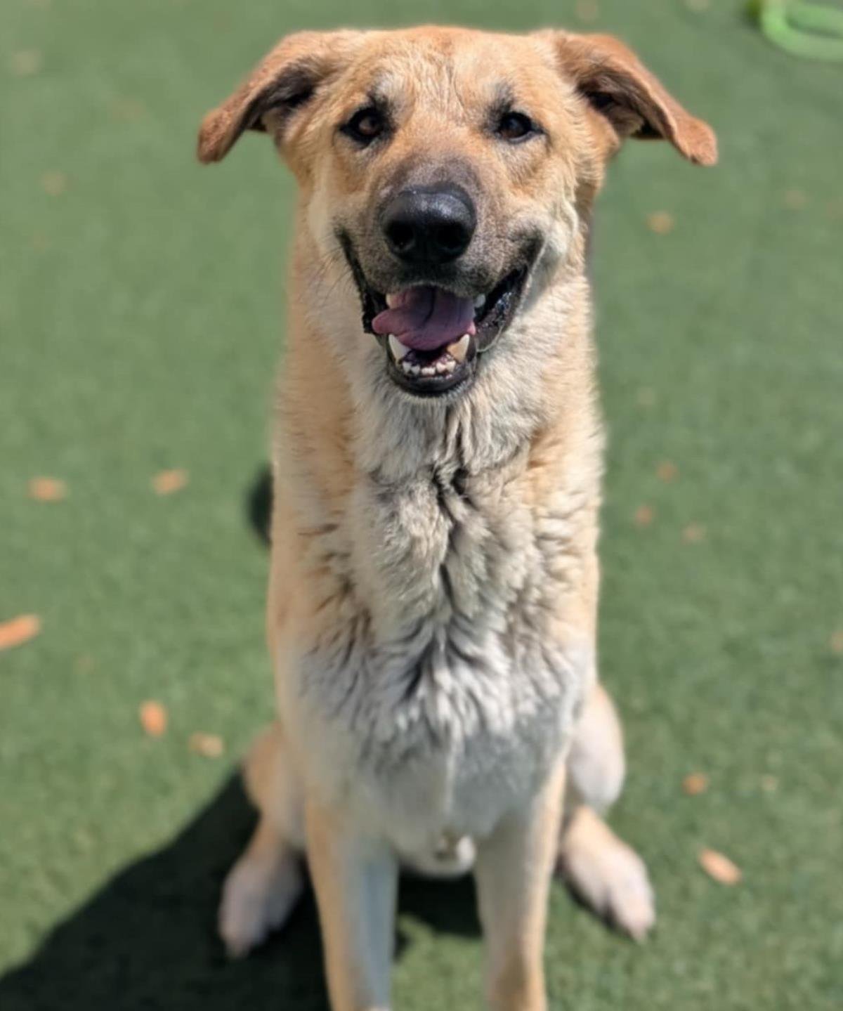CHAMP - $75 ADOPTION FEE!  DIAMOND DOG! - Anatolian Shepherd available for adoption