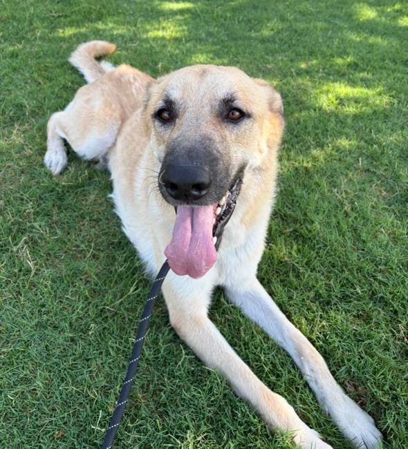 CHAMP - $75 ADOPTION FEE!  DIAMOND DOG! - Anatolian Shepherd available for adoption