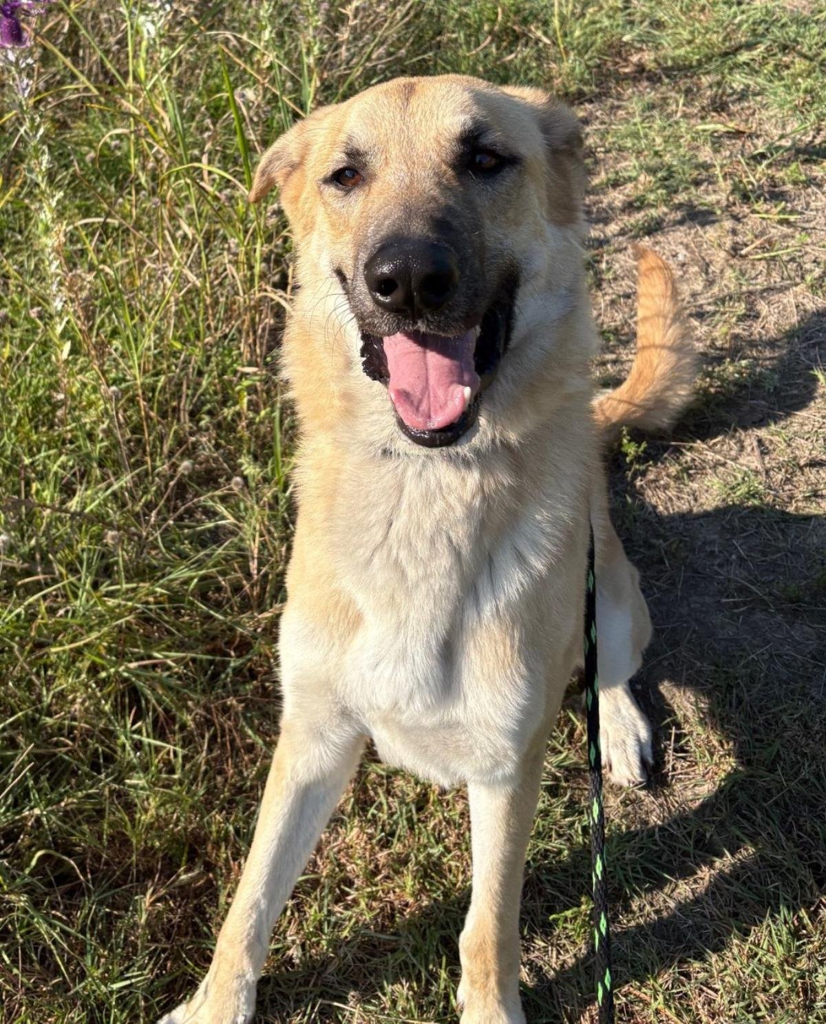 Champ - $75 Adoption Fee!  Diamond Dog! - Photo 3