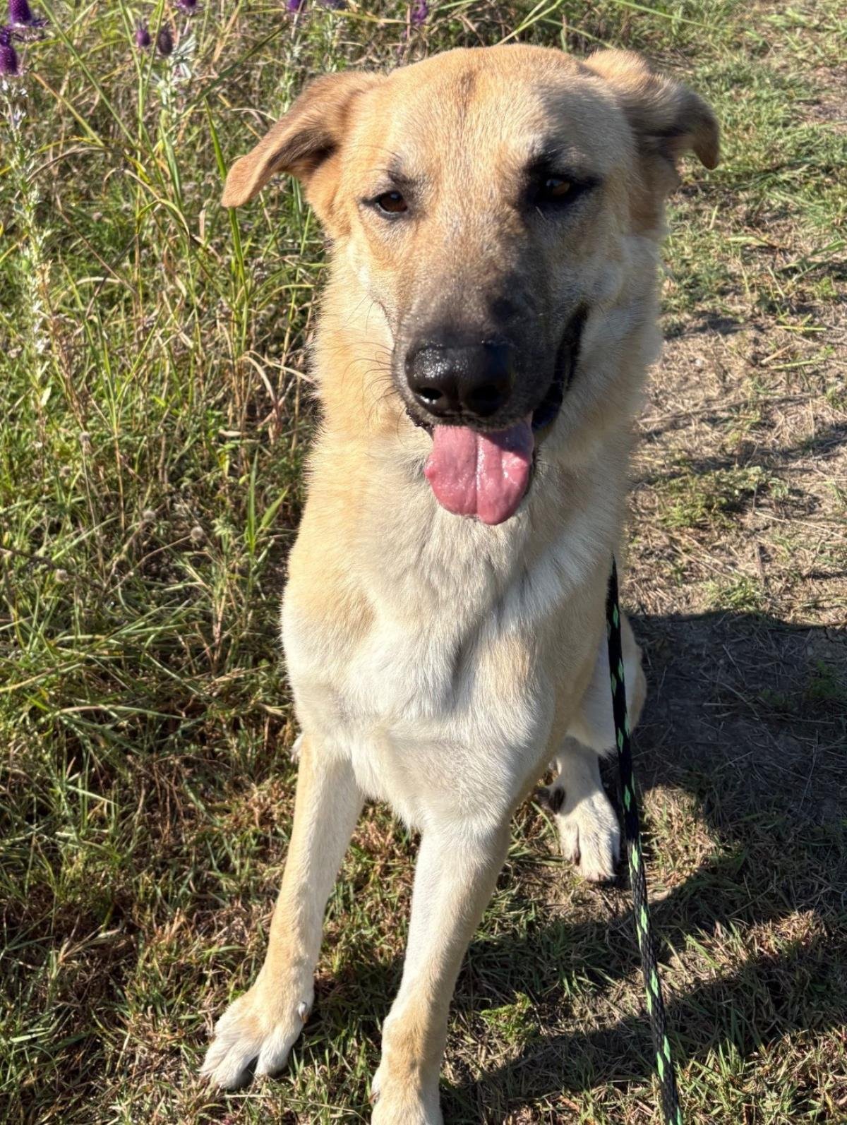 Champ - $75 Adoption Fee!  Diamond Dog! - Photo 4