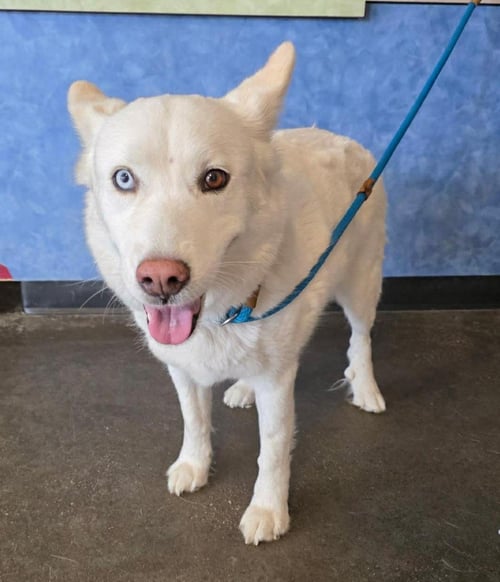FOUND STRAY: GOUDA - Husky available for adoption