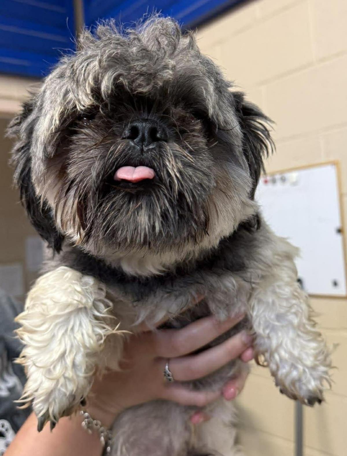 FOUND STRAY: BUBU - Shih Tzu available for adoption