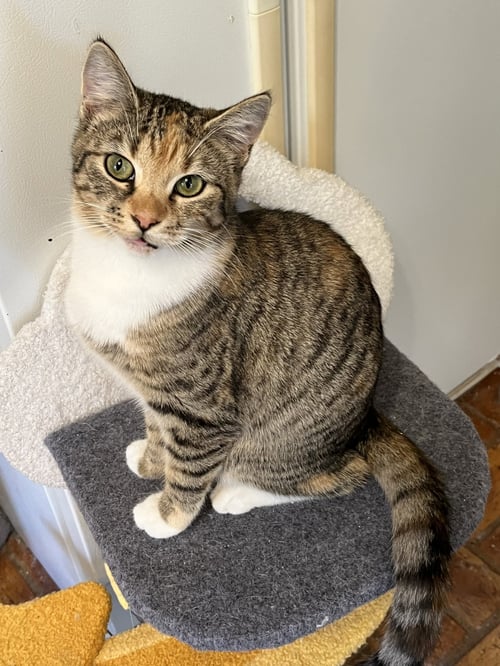PHOEBE - Torbie / Domestic Short Hair for adoption in Mobile