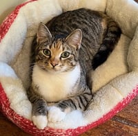 Phoebe - Photo 2