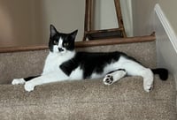 Lucky - Photo 2