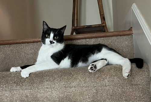 LUCKY - Domestic Short Hair available for adoption