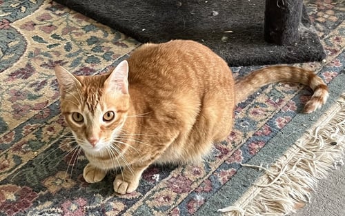 COMET - Tabby / Domestic Short Hair available for adoption