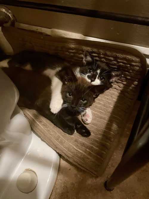 SONNY & CHER - Domestic Medium Hair / Tuxedo available for adoption