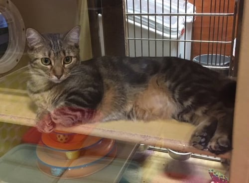 MISSY - Tabby / Domestic Short Hair for adoption in Mobile