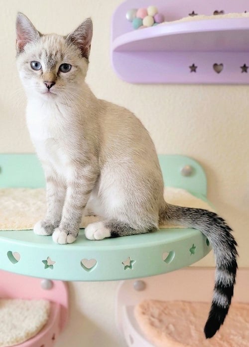 SNUGGLE BUG ZANE - Siamese available for adoption