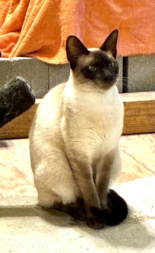 JAKE (& SEE SIS ELEANOR) - Siamese available for adoption